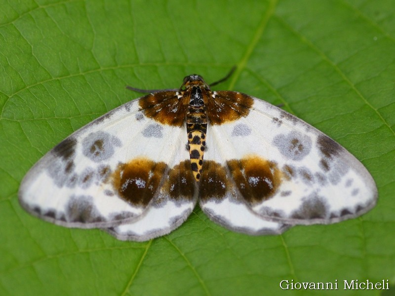 Abraxas (Calospilos) sylvata, Geometridae